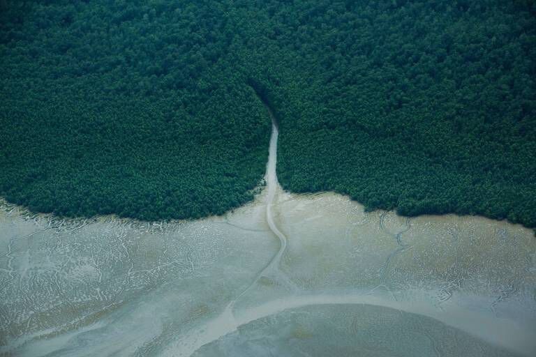 Vazamento na Foz do Amazonas afetaria fauna e flora costeira